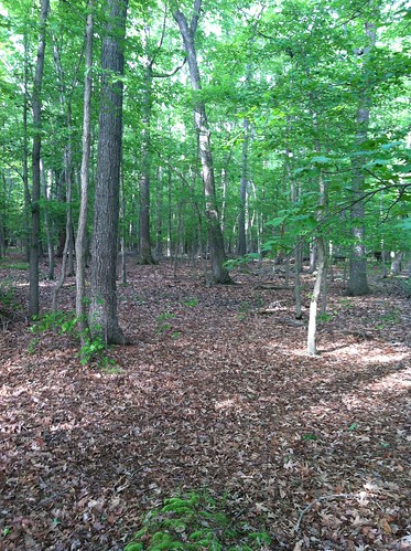 Photo of the newly protected forestland 