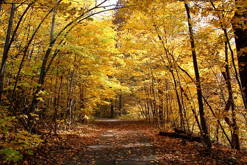 autumn trees fall colors leaves yellow canon outdoors illinois october trail frankfort 2014 sonbahar