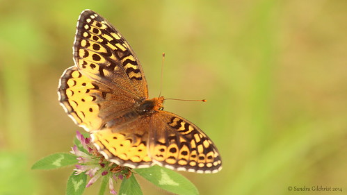 butterfly conservationarea longsault greatspangledfritillary clarington longsaultconservationarea claringtonon cloca sandragilchrist