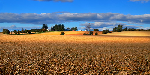 autumn ontario fall rural countryside farm farmland fields rollinghills wellingtoncounty