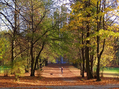 park autumn trees shadow dog sunlight fall nature girl alley path walk poland polska lodz łódź auttumn lodzkie łódzkie