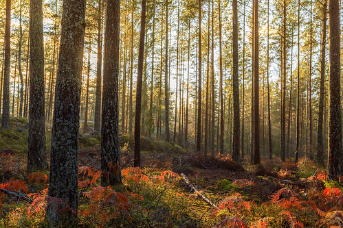 autumn landscape sweden h