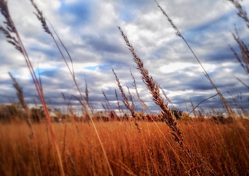 autumn cloud fall grass clouds focus day wind wheat windy shallow tiltshift