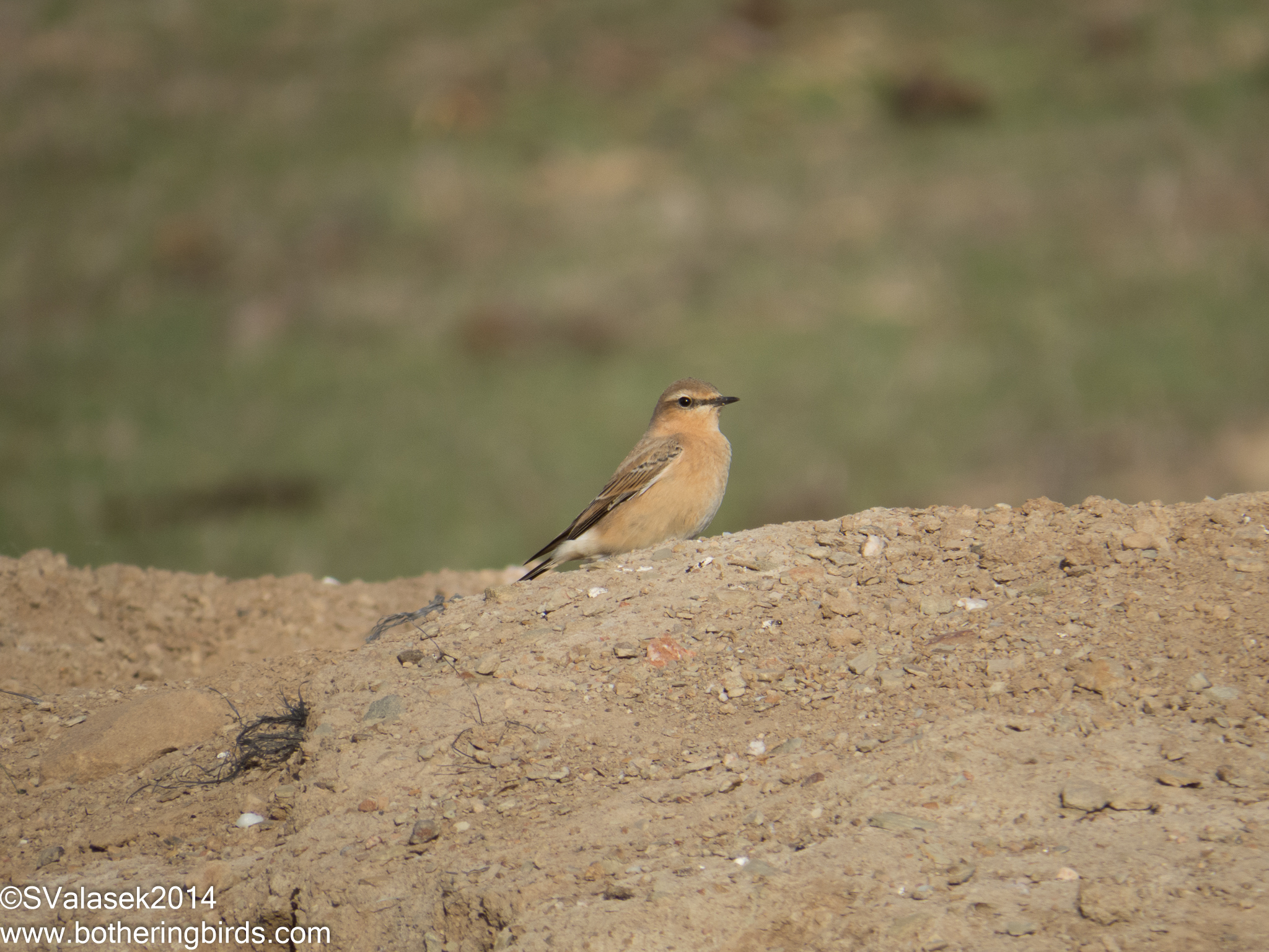 Northern Wheatear