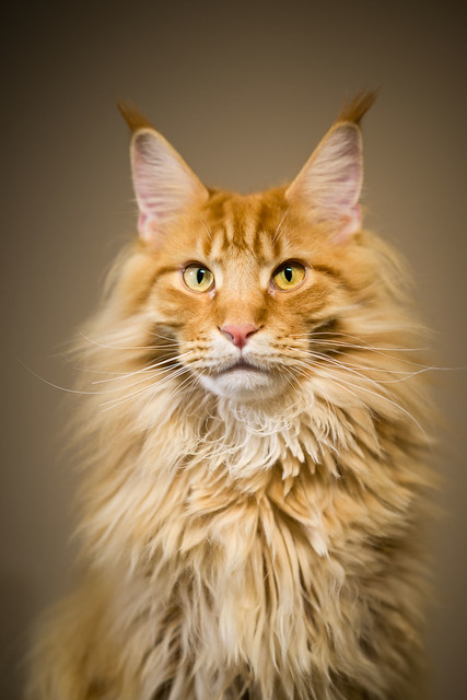 Maine Coon Cat Pictures and Information - Cat-Breeds.com
