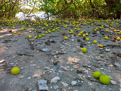 Fruits decorating the mangrove swamp floor