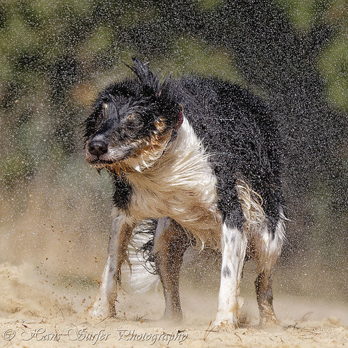 netherlands waterdog lutterzand loosingwater