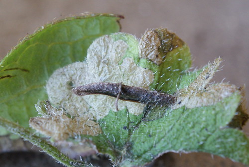 Coleophora albitarsella larval case