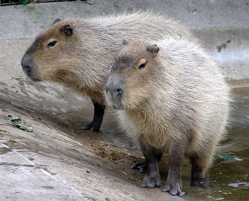 Capybara_Adrian Pingstone.jpg