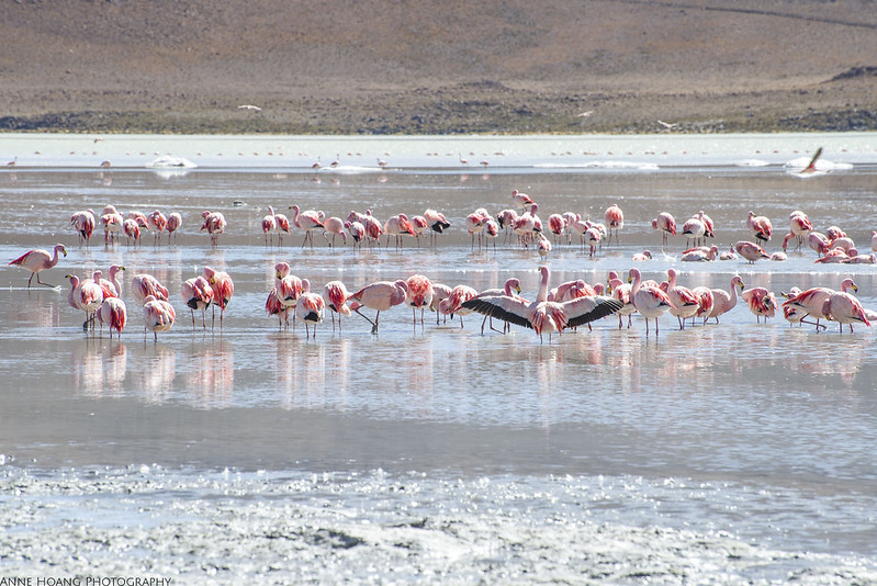 Flamingoes in Bolivia