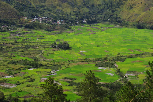 sumatra indonesia champs rizières laketobadanautoba