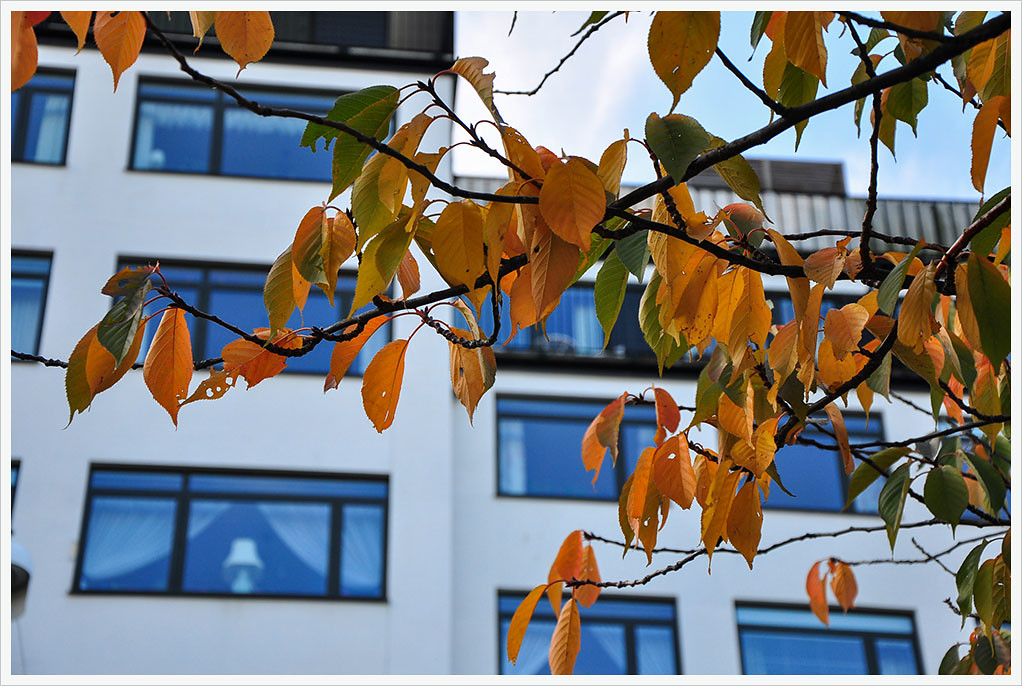Осеннее настроение Стокгольма (октябрь 2014)