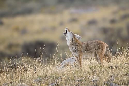 coyote park montana national mammoth yellowstonenationalpark yellowstone wyoming howling howl jeffdyck canislatrans