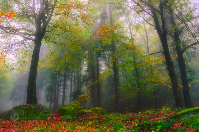 autumn forest
