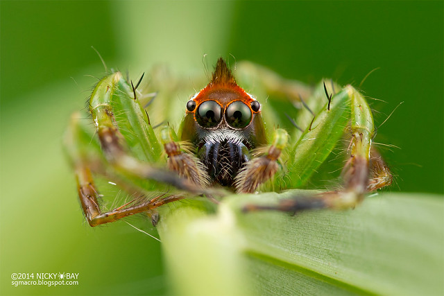 Jumping spider (Epeus sp.) - DSC_8607