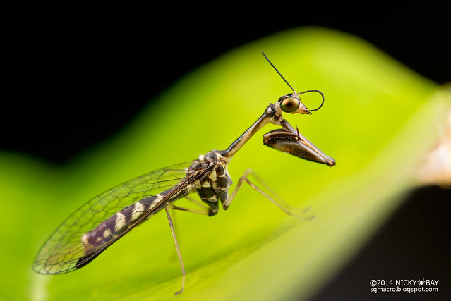 Mantisfly (Mantispidae) - DSC_9061