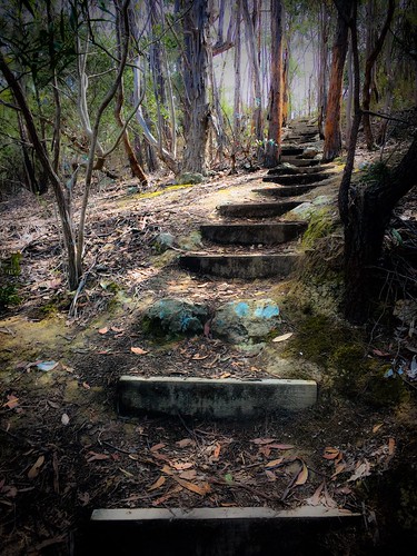 stairs forest path steps tasmania iphone fossilcove iphone6