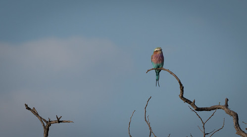 bird natur botswana centraldistrict lilacbreastedroller gabelracke botsuana nationalvogel