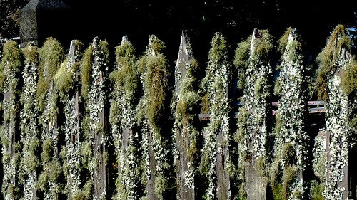 tewaimatemission newzealand fence moss mosscovered