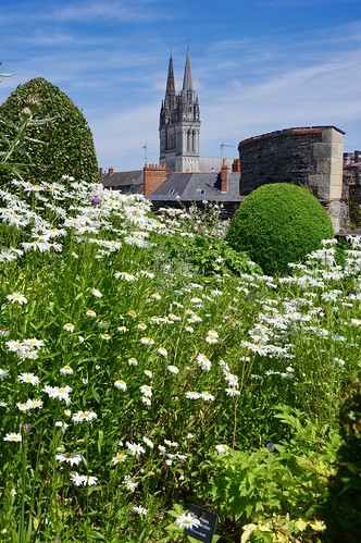 angers france castle angerscathedral angerscastle cathedral church daisies flowers chateaudangers