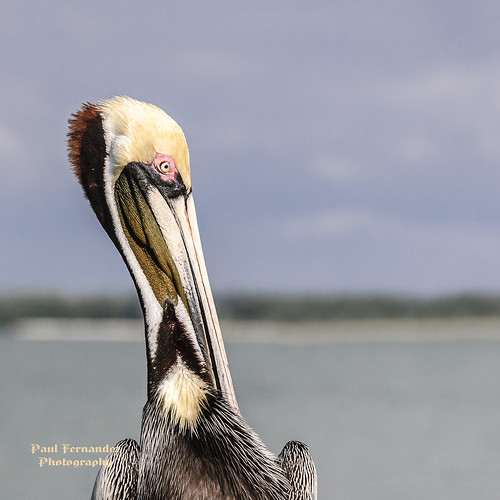 brownpelican pelicanbrown pelican pelecanusoccidentalis sanibel florida paulfernandez