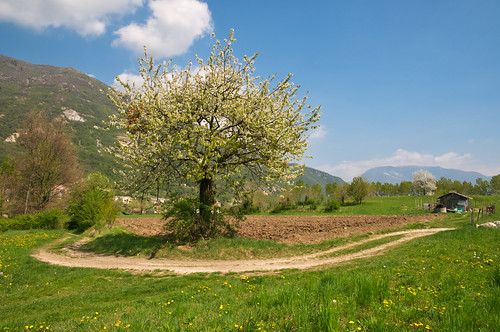 lagodirevine primavera albero campagna fioritura strada