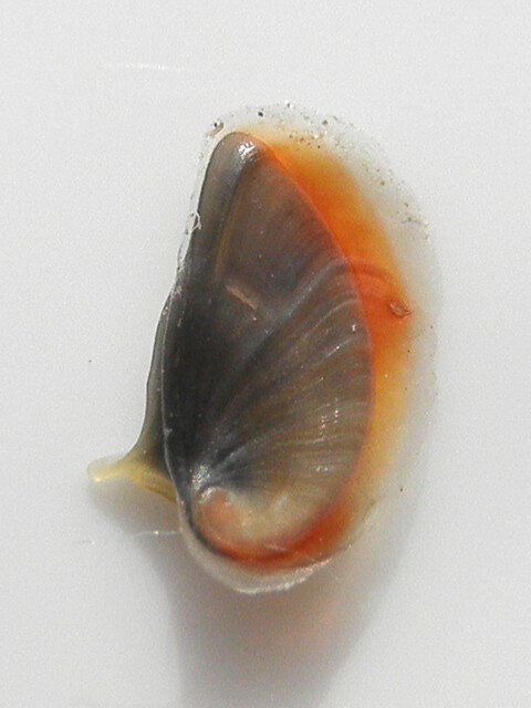 Theodoxus fluviatilis 14 operculum