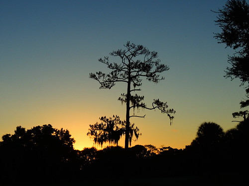 morning blue wallpaper orange sun tree weather silhouette yellow pine sunrise landscape dawn nikon flickr florida coolpix bradenton p510 mullhaupt jimmullhaupt