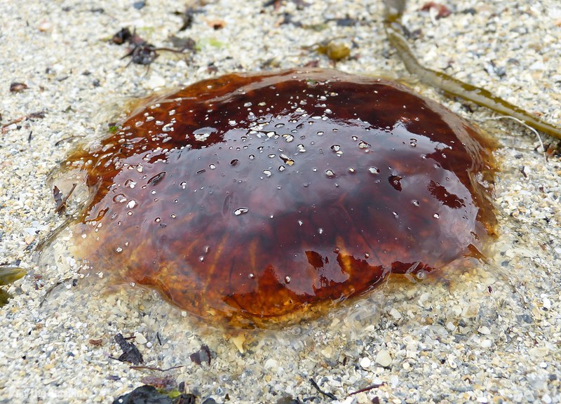 P1090211 - Lion's Mane Jellyfish, Isle of Mull
