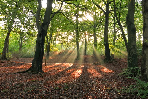 uk autumn trees mist nature leaves forest woodland landscape shadows sunrays dpp wigan greenheart