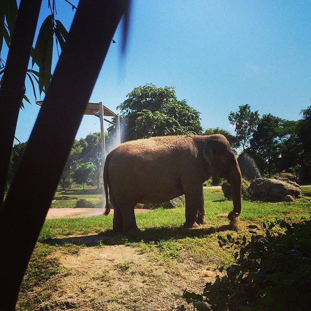 Beautiful #elephants at #zoomiami #zoo #miami #animals