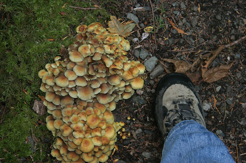 Large mushroom clump