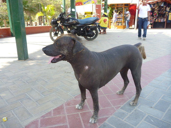 perro peruano sin pelo