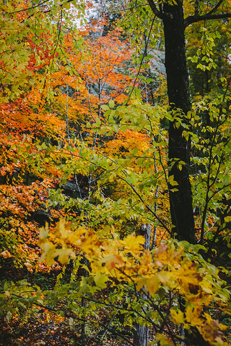 statepark autumn trees fall nature colors leaves minnesota forest season landscape outdoors thomson wilderness jaycooke