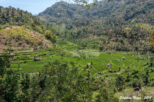 bali mountain tree beautiful field indonesia photo asia rice paddy terrace gorgeous valley rijst terras