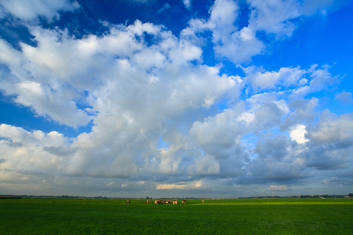 morning sky netherlands clouds cow pasture agriculture polder zuidholland zh groenehart stompwijk greenheart