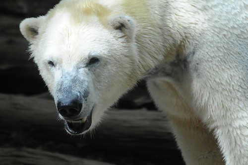 Eisbär Taiko (Siku) im Zoo de La Flèche