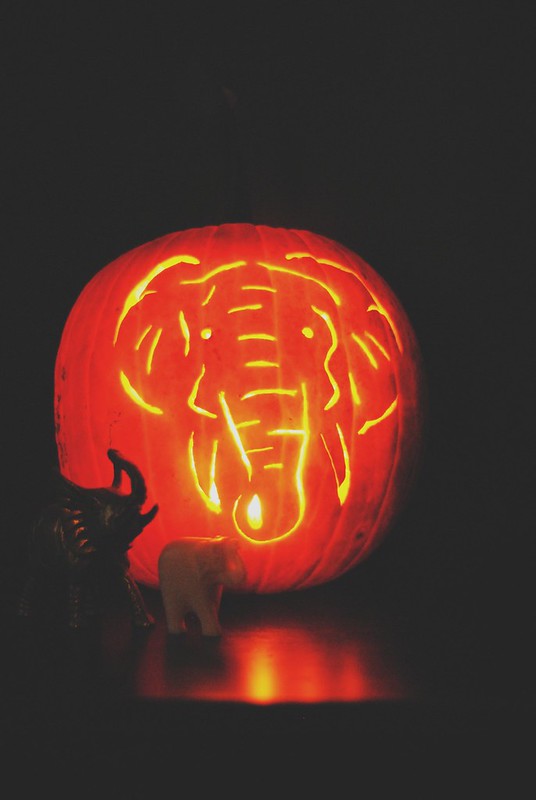 Elephant - pumpkin carvin