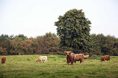field scotland cow september cawdor highlandcow cawdorcastle