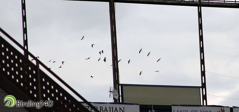 Grullas avistadas desde el Estadio Vicente Calderon