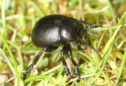 Lesser Bloody-nosed Beetle