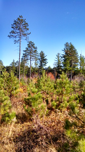 minnesota forestry regeneration silviculture cfc redpine cloquet forestmanagement seedtree timberharvest norwaypine