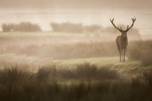 nature fog automne wildlife deers brume cerfs brame