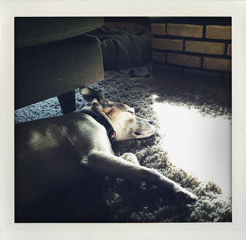Sun napping