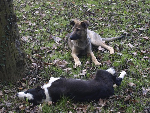 Lizzy & Jackson, salut les p’tits loups ! (Berger allemand / Husky) - Page 2 15395350170_6a8f022201