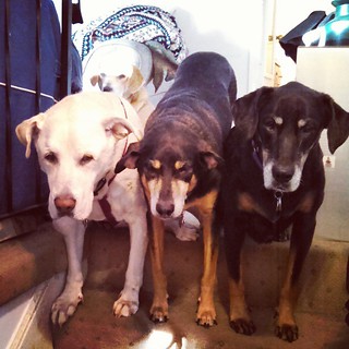 "I get by with a little help from my friends." Zeus getting moral support from his siblings this morning while sitting after breakfast... and I love that Sophie looks like she's photobombing from the back! #dogstagram #megaesophagus #ilovemydogs #mypack #