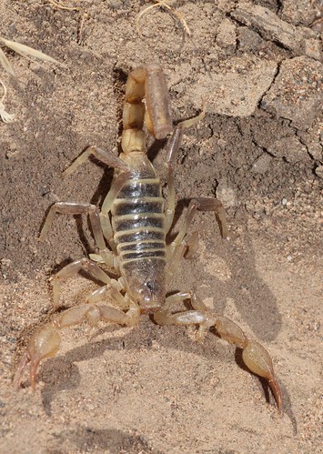 usa animals flickr unitedstatesofamerica idaho scorpions gps arachnids arthropods 2013 camcanonrebelt3i nonspiderarachnids northernscorpionparuroctonusboreus
