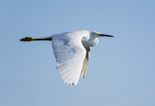 A Snowy Egret flies over NRCS easement land at the Archbold reserve. Photo courtesy Becca Tucker, Archbold Biological Station.