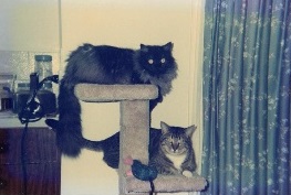 Kitties plotting mischief