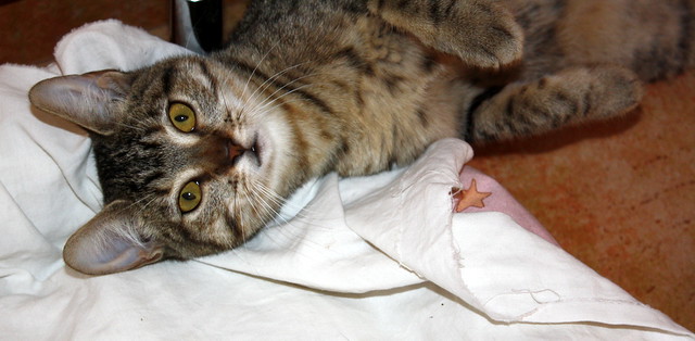 Tessy, guapísima gatita parda moteada de ojos cobrizos esterilizada nacida en Julio´14, en adopción. Valencia. ADOPTADA. 15550825122_26f6050a68_z